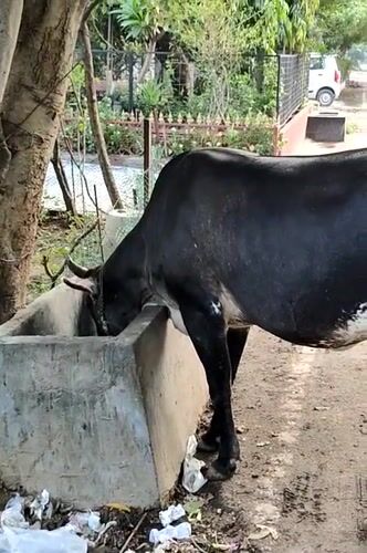 Everyday street life and wildlife along a Gurgaon roadside