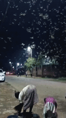 Massive moth swarm draws collectors in Jos Nigeria