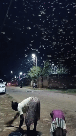 Massive moth swarm draws collectors in Jos Nigeria