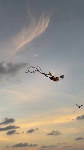 The video shows a colorful kite shaped like an eagle soaring in the sky against a backdrop of clouds and a setting sun. The kite has streamers attached to its tail, adding to its visual appeal. Below the eagle kite, another smaller, darker kite is visible, also flying in the sky. The camera angle is low, looking up at the kites, emphasizing their presence in the sky.
