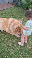 Toddler shares snack with fluffy dog in Russian field