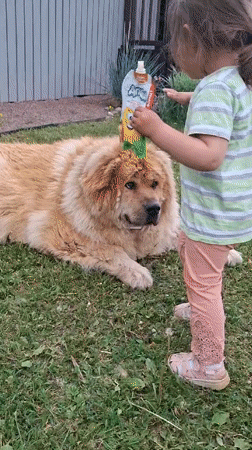Toddler shares snack with fluffy dog in Russian field