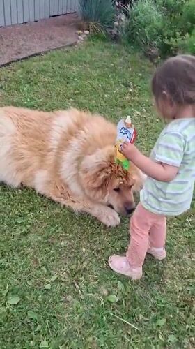 Toddler shares snack with fluffy dog in Russian field