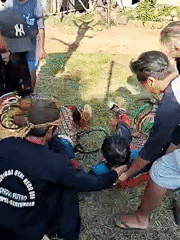 Traditional performer receives assistance during Indonesian cultural festival