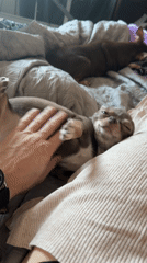 Pet Chihuahuas captured in quiet indoor moments, Saint Petersburg
