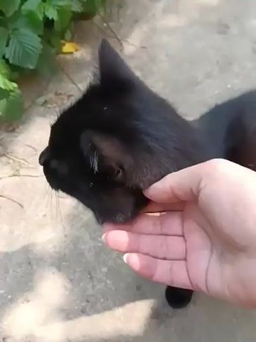 The video shows a close-up of a person's hand gently petting a black cat. The cat is facing left in profile, with its head slightly bowed. Its fur is dark and sleek. The hand is positioned behind the cat's head and on its back. Sunlight illuminates the scene, casting shadows on the concrete ground. Green foliage is visible in the background, suggesting an outdoor setting. The overall mood appears to be peaceful and affectionate. There is no visible text in the video. The location context provided is "Вережи Снт, Russia," which is a garden cooperative in Russia. This context, along with the greenery and concrete, reinforces the idea of an outdoor, possibly domestic, environment. The time of day is suggested to be daytime due to the strong sunlight and shadows.