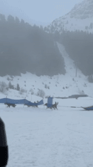 Dog sledding draws crowds to snowy Courchevel slopes