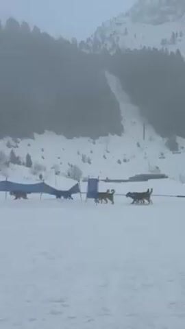 The video shows a dog sled team and musher in a snowy mountain environment. The team, consisting of several dogs, is pulling a sled across a snow-covered field. A person, presumably the musher, stands near the sled, guiding the dogs. In the background, a mountain slope is visible, partly obscured by fog or mist. The sky appears overcast, contributing to the overall dim lighting of the scene. There are blue barriers set up in the snow.