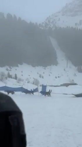 Dog sledding draws crowds to snowy Courchevel slopes