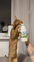 Cat stands on couch, holds Ayran bottle in Khimki