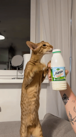 Cat stands on couch, holds Ayran bottle in Khimki