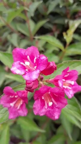 This is a close-up video of several bright pink flowers. The flowers have five petals each and are shaped like trumpets. They are surrounded by green leaves. The lighting suggests it may be daytime. There are no people or animals visible in the video.
