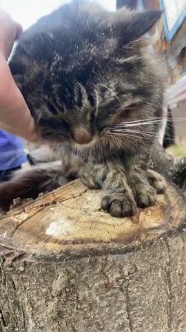 The video shows a person petting a cat on top of a tree stump. The cat is brown, gray, and black, and the person pets the cat under the chin and behind the head. The cat is enjoying the petting and closes its eyes. The person wears a black smartwatch and a gold ring. The background includes a blue shirt, a wooden structure, and greenery.