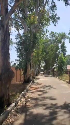 The video shows a narrow paved road lined with tall trees. The trees have light-colored bark and green leaves, and they cast shadows on the road. A concrete curb runs along the side of the road. There is a brick wall visible on the left side of the road and a building on the right. A person is visible in the distance walking down the road. The sky is blue.