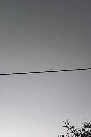 A black and white video shows an airplane flying in the sky. A thick black wire stretches across the frame horizontally, obscuring the bottom portion of the sky. The airplane is small and appears in the upper middle portion of the frame. The sky is overcast and gray. The bottom of the frame shows the tops of some trees. The airplane is visible for the entire duration of the video clip.