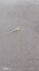 Green iguana crosses road in Tinaquillo, Venezuela