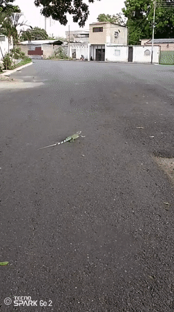 Green iguana crosses road in Tinaquillo, Venezuela