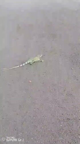 Green iguana crosses road in Tinaquillo, Venezuela