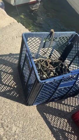 The video shows a close-up view of a blue plastic crate filled with ropes and what appear to be mussels or similar shellfish. The crate is sitting on a concrete surface next to a body of water. To the right of the blue crate, there is a red plastic crate also filled with what appears to be mussels. In the background, a person is partially submerged in the water, near a boat. The lighting suggests it is a sunny day, casting distinct shadows from the crates onto the concrete. The water is clear and green, with some vegetation visible beneath the surface. A rope is tied to the top rim of the blue crate and extends over the edge. Another rope is visible inside the blue crate. The red crate also has a rope tied to its rim. The person in the water is wearing dark shorts and is reaching towards the boat. The overall scene appears to be a dock or a waterfront area where shellfish are being harvested or transported.