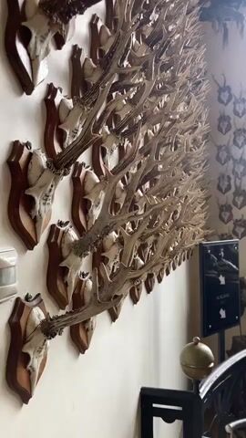 The video shows a room with multiple walls covered in mounted deer antlers. The antlers are attached to wooden plaques and cover the walls from floor to ceiling. In addition to the antlers, there are several decorative objects in the room, including a taxidermied bird, a globe, and a row of duck figurines lined up on a windowsill. The room has a formal and somewhat antiquated feel, possibly indicating that it is located in an old building or castle. The walls are painted a light color and there is a window that looks out onto a green landscape. There is a sign on the wall near an exit.