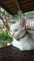White heterochromic cat photographed resting in North Kuta