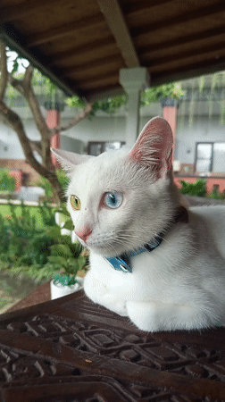 White heterochromic cat photographed resting in North Kuta