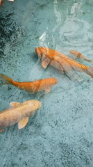 Fish displays documented at Venezuelan art museum