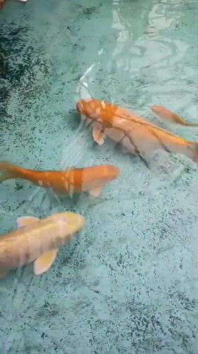 Fish displays documented at Venezuelan art museum