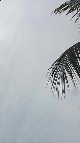 The video shows a close-up shot of a cloudy sky with palm fronds in the upper right corner. The palm fronds are dark green and appear to be moving slightly, suggesting a gentle breeze. The sky is a uniform gray, indicating overcast conditions. There are no people or other objects visible in the frame. The overall mood is calm and serene.