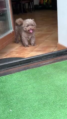 A small, fluffy, light brown dog with its tongue sticking out stands in a doorway. The dog is facing the camera and appears to be looking at something just outside the frame. The doorway opens into a tiled room, and there is a green mat outside the doorway. The dog is wagging its tail and seems to be playful.