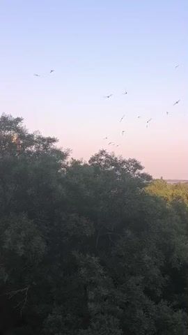 A flock of birds flies through a clear sky above a dense canopy of trees. The sun is setting, casting a warm glow on the horizon. The trees are a mix of green and brown, with some bare branches visible. The overall scene is peaceful and serene.