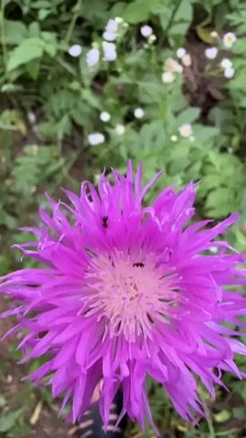 A close-up shot shows two black ants on a vibrant purple flower. The flower has a spiky appearance with delicate, light-colored filaments in its center. The background is blurred, with green foliage and small white flowers visible, suggesting an outdoor setting like a garden or meadow. The camera appears to be held by a person, as a portion of a sandal or shoe can be seen at the bottom of the frame, indicating the viewpoint of someone holding the flower. The ants are actively moving on the flower's petals and center.