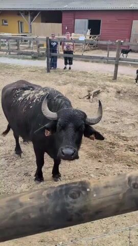 In an outdoor enclosure with a dirt floor, a large black water buffalo stands facing the camera. Its fur is somewhat muddy, particularly on its back and head. The buffalo has curved horns and appears to be wearing an orange tag on its left ear. In the background, two people are visible standing behind a wooden fence. The person on the left is wearing a dark t-shirt and blue jeans. The person on the right is wearing a colorful t-shirt and black pants. Behind the fence, there are farm buildings with wooden siding and a metal roof. There are also some other animals, possibly goats, visible in the distance. A wooden fence runs across the foreground, partially obscuring the bottom of the frame.