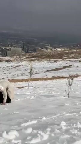 The video shows a group of people playing in the snow on a hillside. The ground is covered in snow and some bare grass. In the distance, there is a view of a town or city with buildings, some trees, and a cloudy sky above. The people are throwing snowballs at each other. Some are wearing hooded jackets and long coats. One person is wearing a white hijab. They are laughing and smiling as they throw snowballs and dodge them. One person bends down to gather snow, and another gets hit with a snowball and reacts. The video captures the joyful and playful interaction of the people in the snowy landscape.