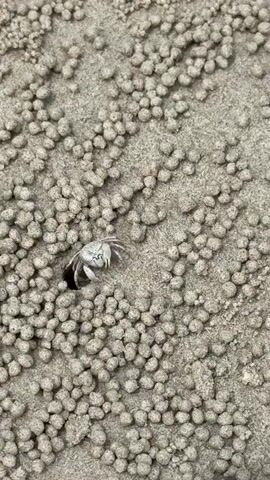 A small, light-colored crab sits in front of a dark hole in the sand, surrounded by many small, round sand balls. The crab has its claws raised and appears to be looking towards the viewer. The sand is a light gray color and appears wet in some areas. The scene is filmed from a top-down perspective. The video lasts for 4 seconds and is in landscape orientation.