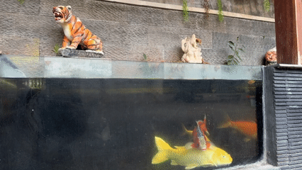 Koi pond viewing session recorded in Kuta, Indonesia
