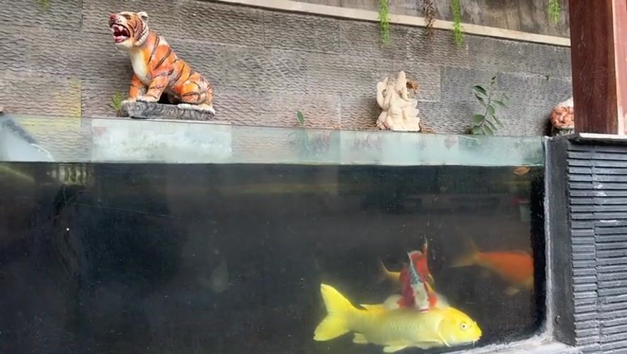 Koi pond viewing session recorded in Kuta, Indonesia