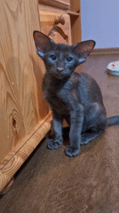 Big-eared black kitten explores a home in Таптыково
