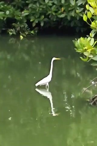 The video shows a white egret wading in shallow, murky green water. The egret stands still, its reflection visible in the water. Green foliage lines the bank in the background. Part of a small tree or shrub with tangled roots is visible to the right of the egret. Sounds of prayer or chanting can be heard in the background.
