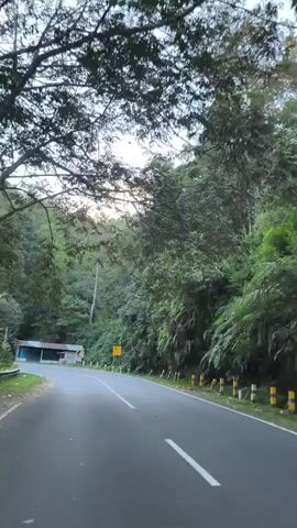 A paved road curves through a forested hillside under a pale sky. Trees line the road, with some foliage encroaching from above. On the left side of the road, a small, dilapidated building with a rusted corrugated metal roof and blue siding sits near a faded sign. On the right side of the road, yellow striped guardrails are visible, interspersed with smaller poles. The video appears to be filmed from a moving vehicle, likely a car, as the perspective shifts slightly and the road ahead is the primary focus. The lighting suggests either early morning or late afternoon.