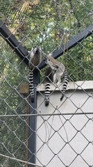Zoo animals documented during afternoon viewing period May 26