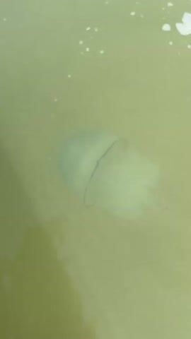 The video captures a first-person perspective from within murky green water. Bubbles and some debris are visible on the surface. In the initial frames, a faint, translucent object with a darker, curved line is partially visible beneath the water's surface. As the video progresses, the camera pans upward and slightly to the right, revealing a bright blue sky with a few wispy clouds. The sun is shining, creating a glare on the water's surface. In the distance, a sandy beach is lined with people, beach umbrellas, and some buildings. The water appears to be a body of water such as a lake or the ocean.