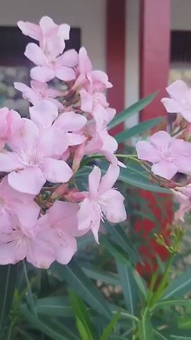 The video shows a close-up view of a cluster of pink oleander flowers. The flowers are in various stages of bloom, with some fully open and others still in bud. The petals are delicate and translucent, with visible veins. The leaves of the plant are long and slender, and a deep green color. In the background, a blurred image of a red and white building can be seen. The lighting suggests it is daytime. The camera is focused on the flowers, with a shallow depth of field that blurs the background. There is no sound.