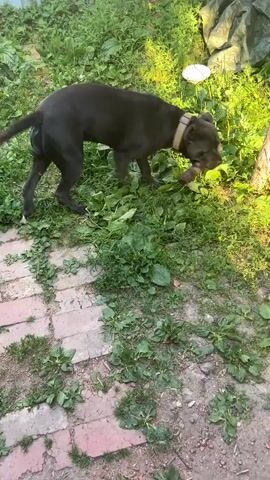 This video shows a black dog with a tan collar walking around an outdoor area. The ground is a mix of dirt, gravel, and some paving stones. There is also grass and some greenery scattered throughout. In the background, there is a glimpse of a vehicle tire and a light-colored brick structure. The overall scene appears to be a yard or a similar outdoor space. The lighting suggests it is daytime, possibly late afternoon or early evening, with sunlight casting shadows. The dog is the primary subject, and it is moving from one area to another, sniffing at the ground and exploring its surroundings. There are no people visible in the video. The location context of Velykyi Trostianets, Ukraine, does not provide specific visual cues within the video itself.