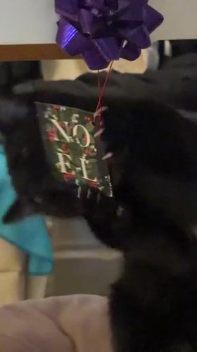 Cat plays while berries photographed in New Westminster morning