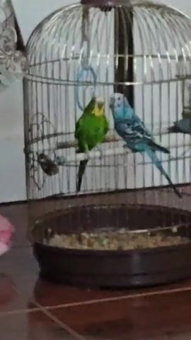A green budgie and a blue budgie are perched on a perch inside a birdcage. The cage is round with a brown base. There is seed scattered in the bottom of the cage.
