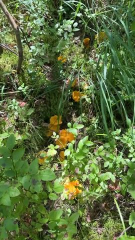 This video shows a close-up view of a forest floor with several chanterelle mushrooms scattered among green vegetation, moss, and fallen leaves. The camera pans slightly, focusing on the bright orange mushrooms and the surrounding plant life. The lighting suggests it is daytime, with sunlight filtering through the trees. There are no people or animals visible in the video.