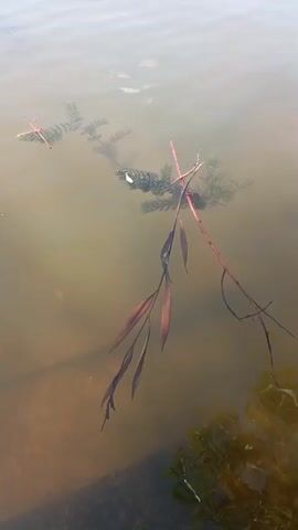 A close-up, overhead shot shows a branch with reddish-brown leaves submerged in murky water. The branch is partially covered by feathery green aquatic plants. The water's surface is slightly rippled, and a faint reflection of sunlight can be seen. The background is out of focus, showing the brown bottom of the body of water.