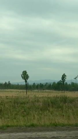 The video shows a landscape of tall dry grasses, interspersed with scattered trees and some areas of lush green vegetation. In the distance, a line of hills or small mountains can be seen. The sky is overcast with a greyish-white cloud cover. The camera appears to be moving, likely from inside a vehicle, as the scene slowly passes by.