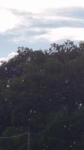 The video shows a dark green dense foliage of a tree with numerous small white particles suspended in the air in front of it. The sky above is partially cloudy with patches of blue. In the foreground, a power line pole is partially visible on the left side and a section of a building with a tiled roof is visible on the right side. The white particles appear to be falling or floating.